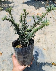 TKL - [Podocarpus Polybag] Mini Quetshe/Golden Quetshe/Golden/Fire Kylin [罗汉松袋装] 米叶雀舌/金雀舌/黄金/火麒麟