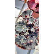 Begonia pokok hiasan