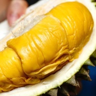Durian musang king / Pokok durian musang king hybrid / Pokok durian musang king kawen cepat berbuah / Durian raja kunyit