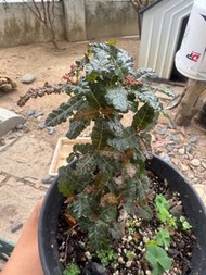 塊根 娜娜乳香Boswellia nana 有香味 實生苗 不是牙籤苗 有粗度