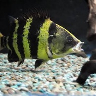 Ikan Datz Papua (NGT)