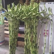 BAMBU HOKI / BAMBOO HOKI / LUCKY BAMBOO TIPE SPIRAL UK. BESAR - BELIEVESTORE7