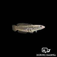 BRBN Channa Pulchra - Beautiful Snakehead - Channa - Snakehead - Ikan Channa - Aquarium Freshwater F