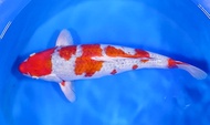 IKAN KOI IMPORT GOSHIKI SHIGURE NISAI 55CM FEMALE ISA KOI FARM