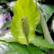 tanaman bunga anthurium sepatu filum varigata/peace lily