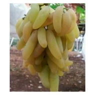 BiBIT ANGGUR IMPORT BANANA