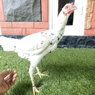 Ayam bangkok betina dewasa bertelur