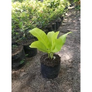 PHILODENDRON ORLANDO ESTABLISHED