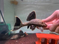 Pleco L190/Royal Pleco /Live Fish /Pleco /Freshwater 哥伦比亚白金皇冠豹异型（Sin Quan Aquaculture Enterprise）