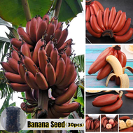 Ready Stock อัตราการงอกสูง ต้นกล้วยแคระ Dwarf Banana Seeds（30pcs/bag） คุณค่าทางโภชนาการที่ดีต่อสุขภาพและสูง เมล็ดพันธุ์ผลไม้ ต้นบอนไซ ไม้ประดับ พันธุ์ไม้ผล ต้นไม้ ต้นไม้ประดับ ต้นไม้ฟอกอากาศ Plants - Fruit Seeds for Gardening - ปลูกง่าย ปลูกได้ทั่วไทย