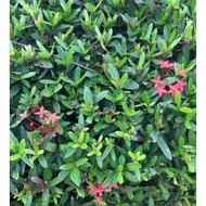 🌟READY STOCK🌟Ixora Merah Ixora chinensis 红色龙船花/ 仙丹花