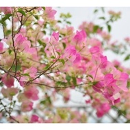 [Local Seller]Ouwu Bougainvillea Potted Plants Indoor and Outdoor Courtyard Balcony Climbing Vine Climbing Green Plant F