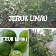 Bibit Jeruk limau