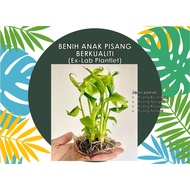 Anak Pokok Pisang Cavendish & Anak Pokok Pisang Berangan