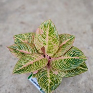 Aglonema Asri merah