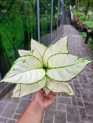 Aglaonema Super White [REAL PLANT] #supportlocal