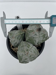 Augustfame - Astrophytum Myriostigma 3 Rib 3 Head Clump 三角鸾凤玉群生  Cactus Succulent