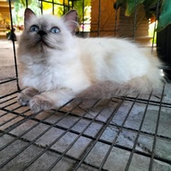 kucing persia himalaya mata biru