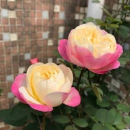 ♞,♘,♙Anak benih mawar pelbagai warna gaya Jepun Sanggul Fenghua melihat balkoni bunga mawar pokok renek tumbuhan hijau p