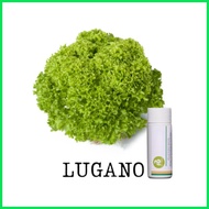 ♣ ▦ Rijk Zwaan Lettuce Pelletized 100 Seeds | Nutrihydro