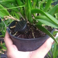 Basket Pot For Fertilizer