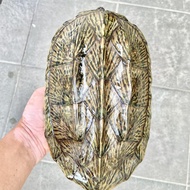 Mexican Giant Musk Turtle