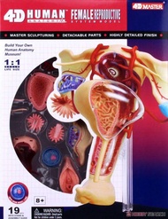 玩具e哥 青島文化 立體拼圖 4D 人體解剖模型 雌性 生殖器 代理08707