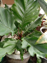 Wave of Love or Anthurium plowmanii  - indoor outdoor plant real or live plants - with stable root
