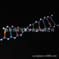 DNA เกลียวคู่ของเล่นเกี่ยวกับกรดพันธุกรรม Deoxyribonucleic ส่วนประกอบของแบบจำลองโครงสร้างเครื่องช่วย