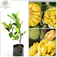 Nangka madu hybrid/ nangka j33 (cepat berbuah) / pokok nangka madu / pokok nangka