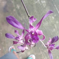 (*.*) Anggrek Dendrobium Blue Spin - Terlaris