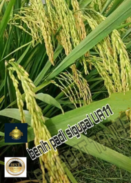 benih padi sigupai ua 11unggul