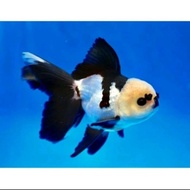 Ikan Mas Koki Oranda Panda Goldfish - Ikan Hias Aquarium