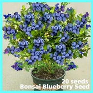 [Fast Growing] 100% Original Edible Bonsai Blueberry Seeds Dwarf（20 Seeds）Sweet Fruit Seeds for Plan