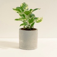 白金葛│泥作系列│福所栽