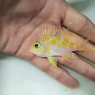 IKAN HIAS LAUT ANTHIAS JEPANG