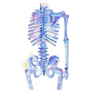 Human Anatomy Painting Physical Therapy Art Chiropractic Wall Art