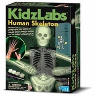 4M Kidz Labs Human Skeleton