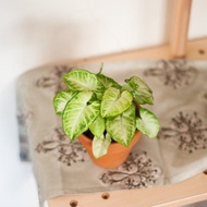 【居家植栽】綠精靈合果芋 | 耐陰植栽 | 辦公室盆栽