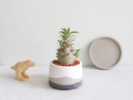 白馬城•清晨霧款圓胖水泥盆栽 可客製英文字母