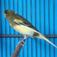 Burung kenari F1 BB gacor murah