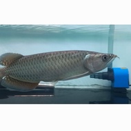 Ikan Arwana Jardini Pearl 24-26 cm. Arwana Jardini Batik.