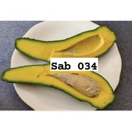 ANAK POKOK ALPUKAT SAB 034/ AVOCADO SAB 034