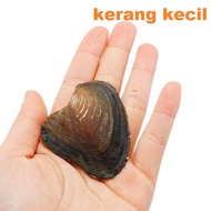 MUTIARA KERANG TILAM ASLI NATURAL