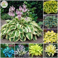[Fast Delivery] 50pcs Mixed Color Begonia Seeds Bonsai Seeds Hosta Flower Plant Seed Potted Flowerin
