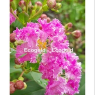 Pink Crape Myrtle (Lagerstroemia Indica)