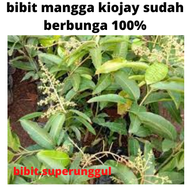 Bibit Mangga Kiojay Hasil Okulasi Sudah Berbunga Bibit Mangga Kiojay Berbunga Tambulapot
