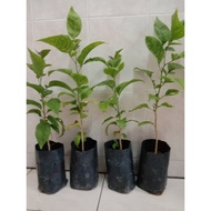 Indian Bael / Vilvam / Aegle marmelos / Bilva / Live Plant