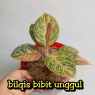 bunga aglonema Hughes super Dewi huges