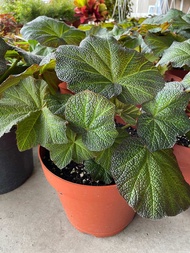Begonia Boomer Begonia Rex Asam Batu Pokok Hidup Living Plant 海棠 秋海棠